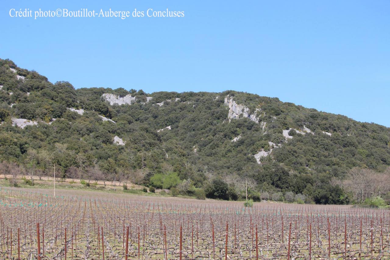 vue vigne verfeuil