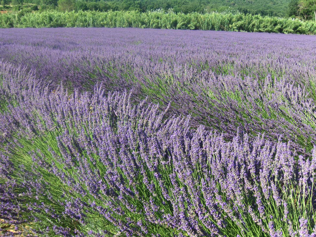 Paysage d'été