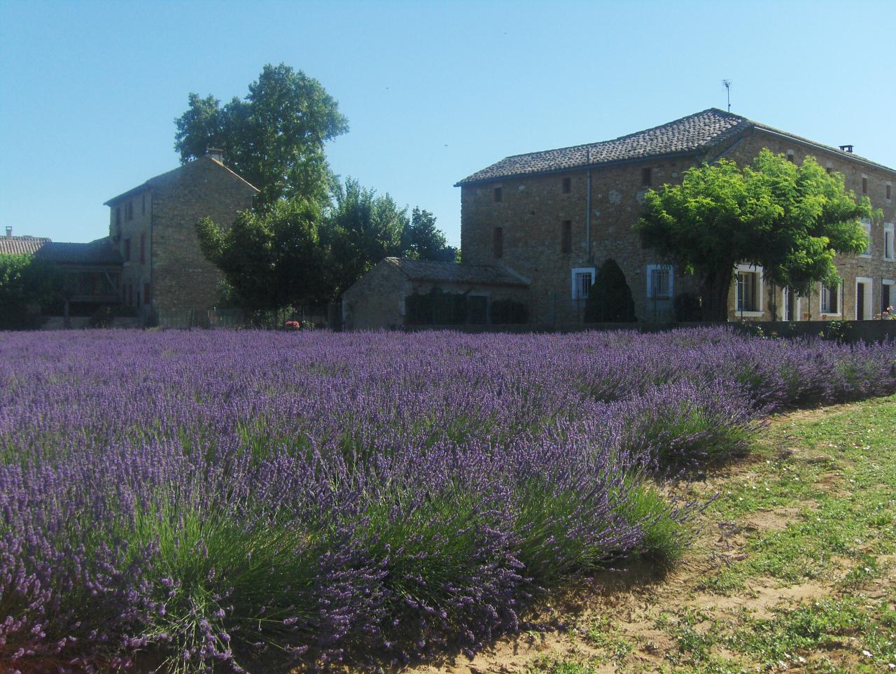 Paysage d'été